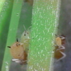 Entomología